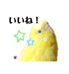 セキセイインコぴっぴとぽっぽ②（個別スタンプ：7）