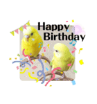 セキセイインコぴっぴとぽっぽ②（個別スタンプ：8）
