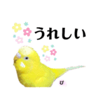 セキセイインコぴっぴとぽっぽ②（個別スタンプ：9）