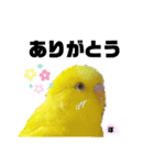 セキセイインコぴっぴとぽっぽ②（個別スタンプ：10）