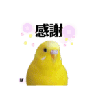 セキセイインコぴっぴとぽっぽ②（個別スタンプ：11）