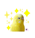 セキセイインコぴっぴとぽっぽ②（個別スタンプ：12）