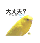 セキセイインコぴっぴとぽっぽ②（個別スタンプ：13）