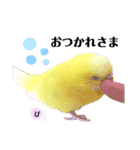 セキセイインコぴっぴとぽっぽ②（個別スタンプ：14）