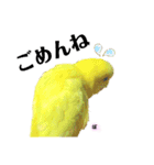 セキセイインコぴっぴとぽっぽ②（個別スタンプ：15）