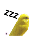 セキセイインコぴっぴとぽっぽ②（個別スタンプ：16）