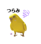 セキセイインコぴっぴとぽっぽ②（個別スタンプ：17）