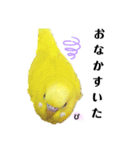 セキセイインコぴっぴとぽっぽ②（個別スタンプ：20）