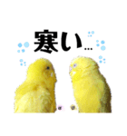 セキセイインコぴっぴとぽっぽ②（個別スタンプ：21）