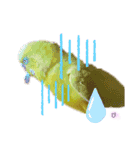 セキセイインコぴっぴとぽっぽ②（個別スタンプ：23）