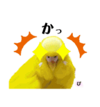 セキセイインコぴっぴとぽっぽ②（個別スタンプ：24）