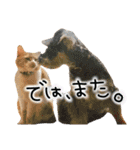TETOーBARON（個別スタンプ：8）
