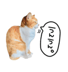 TETOーBARON（個別スタンプ：11）