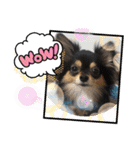 ポメチワはちみつちゃんスタンプ第5弾（個別スタンプ：5）