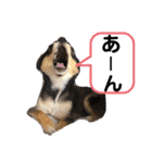 ポメチワはちみつちゃんスタンプ第5弾（個別スタンプ：10）
