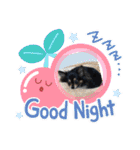 ポメチワはちみつちゃんスタンプ第5弾（個別スタンプ：11）