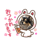 ポメチワはちみつちゃんスタンプ第5弾（個別スタンプ：13）