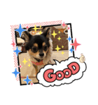 ポメチワはちみつちゃんスタンプ第5弾（個別スタンプ：14）