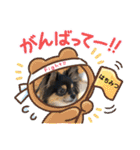 ポメチワはちみつちゃんスタンプ第5弾（個別スタンプ：15）