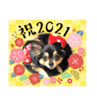 ポメチワはちみつちゃんスタンプ第5弾（個別スタンプ：26）