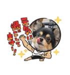 ポメチワはちみつちゃんスタンプ第5弾（個別スタンプ：27）