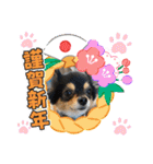 ポメチワはちみつちゃんスタンプ第5弾（個別スタンプ：28）