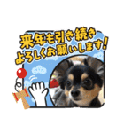 ポメチワはちみつちゃんスタンプ第5弾（個別スタンプ：30）