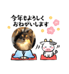 ポメチワはちみつちゃんスタンプ第5弾（個別スタンプ：36）