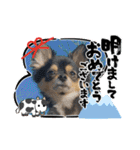 ポメチワはちみつちゃんスタンプ第5弾（個別スタンプ：37）
