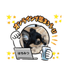 ポメチワはちみつちゃんスタンプ第5弾（個別スタンプ：40）