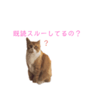 ［猫好き必見！！ ］ネコネコスタンプ（個別スタンプ：5）