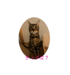 ベンガル猫のティグ4（個別スタンプ：3）
