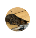 ベンガル猫のティグ4（個別スタンプ：6）