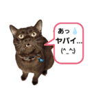akisスタンプ ネコ（個別スタンプ：8）