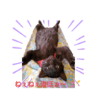 akisスタンプ ネコ（個別スタンプ：12）