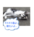 akisスタンプ ネコ（個別スタンプ：19）