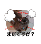 akisスタンプ ネコ（個別スタンプ：24）