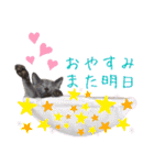 ロシアンブルー のエマちゃん（個別スタンプ：5）
