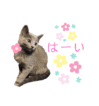 ロシアンブルー のエマちゃん（個別スタンプ：8）