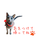 ロシアンブルー のエマちゃん（個別スタンプ：16）