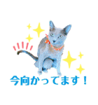 ロシアンブルー のエマちゃん（個別スタンプ：26）