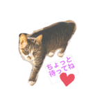 しらすといくら3♡♡（個別スタンプ：1）