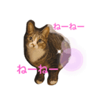 しらすといくら3♡♡（個別スタンプ：3）