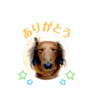 ミニチュアダックス レオくんのスタンプ（個別スタンプ：1）