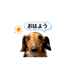 ミニチュアダックス レオくんのスタンプ（個別スタンプ：2）
