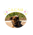 ミニチュアダックス レオくんのスタンプ（個別スタンプ：4）