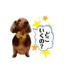 ミニチュアダックス レオくんのスタンプ（個別スタンプ：5）