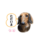 ミニチュアダックス レオくんのスタンプ（個別スタンプ：6）