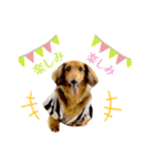 ミニチュアダックス レオくんのスタンプ（個別スタンプ：11）