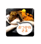 ミニチュアダックス レオくんのスタンプ（個別スタンプ：12）